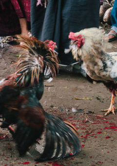 Gila 2 Ayam Ini Fisiknya Jempolan (Beradu Sampe 20 Menit)