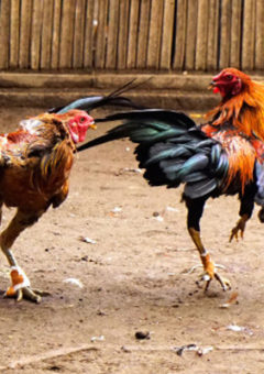 Gila! Cuma 4 Detik Pertandingan Ayam Ini Selesai