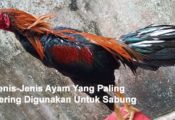 Jenis-Jenis Ayam Yang Paling Sering Digunakan Untuk Sabung